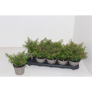 CUPH HYSSOPIFOLIA