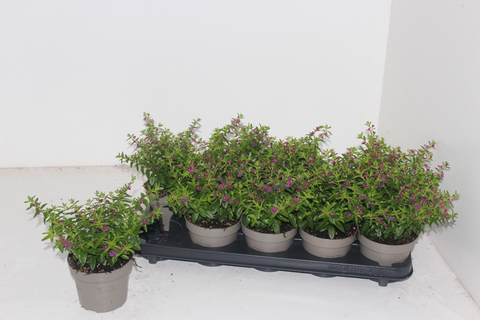 <h4>CUPH HYSSOPIFOLIA</h4>