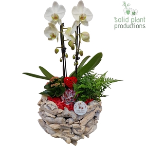 PE008 Driftwood White Washed Round Red VM