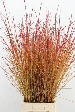 CORNUS SA WINTER BEAUTY PER STEM 120CM