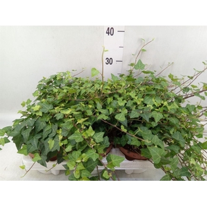 Hedera helix 'Anna'
