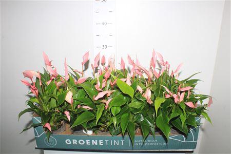 <h4>Anthu Lilli 5-6+++in Keramiek Pot</h4>