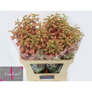 Delph Pink Sensation Nouweland