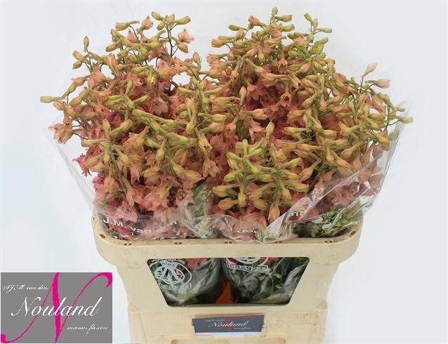 <h4>Delph Pink Sensation Nouweland</h4>