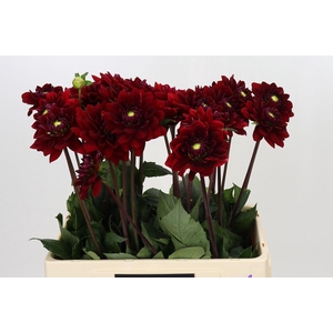 Dahlia Red Runner