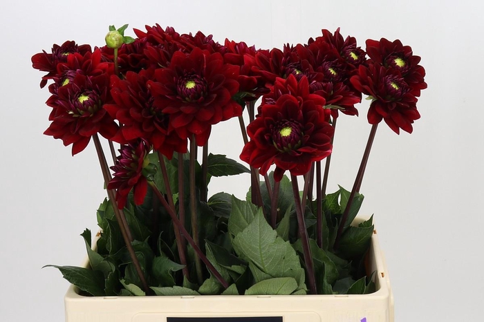 <h4>Dahlia Red Runner</h4>