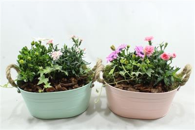 <h4>5031 Zink Ovaal Pastel Bt</h4>