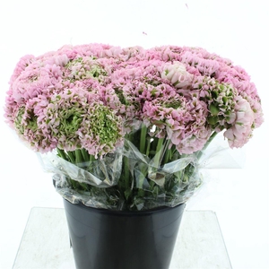 Ran Ponpon Alice Extra