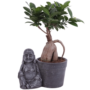 Ficus m. Ginseng Ball Shape Ø12cm in Ceramic Sitting BuddhaØ21cm