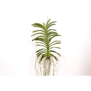 Vanda Decoration Green