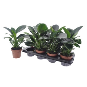 Philodendron Green Princess