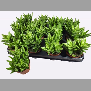 ALOE OV