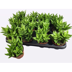ALOE OV