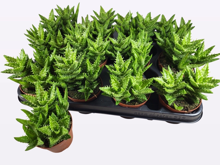 <h4>ALOE OV</h4>