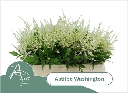 <h4>Astil Ja Washington</h4>