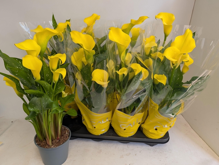 <h4>ZANT SUNCLUB</h4>