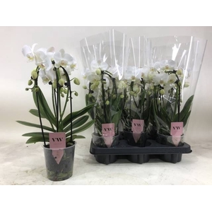 PHAL AN INVERNESS