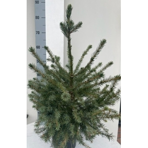 PICEA OMORIKA