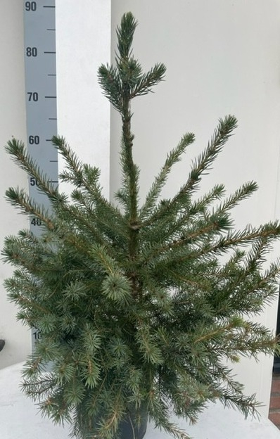 <h4>PICEA OMORIKA</h4>