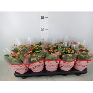 Kalanchoe blos. 'RosDon Geraldo'