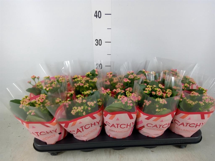 <h4>Kalanchoe blos. 'RosDon Geraldo'</h4>
