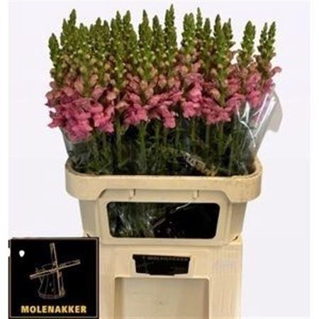 <h4>Antir Poto Pink</h4>
