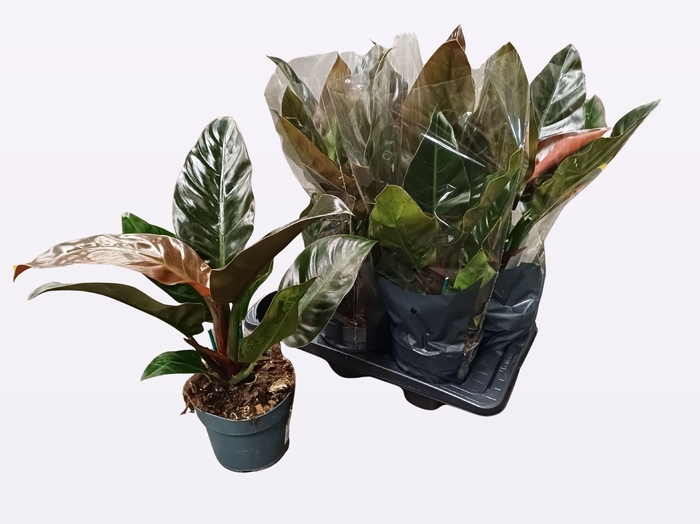 <h4>PHIL IMPERIAL RED</h4>