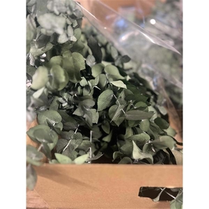 GESTABILISEERD EUC STUARTIANA GROEN