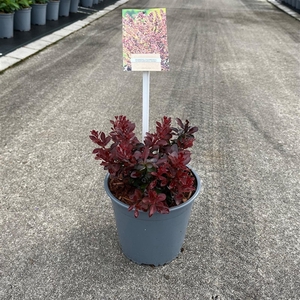 Berberis thunb. 'Atropurpurea Nana'