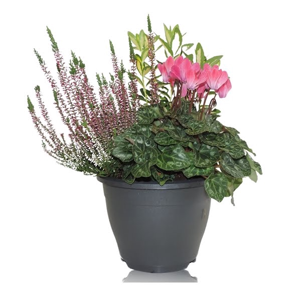 <h4>Arrangement in Patiopot 23 cm</h4>