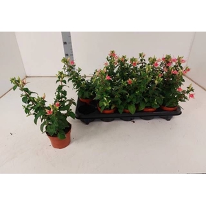 FUCHSIA W JUBELTEEN