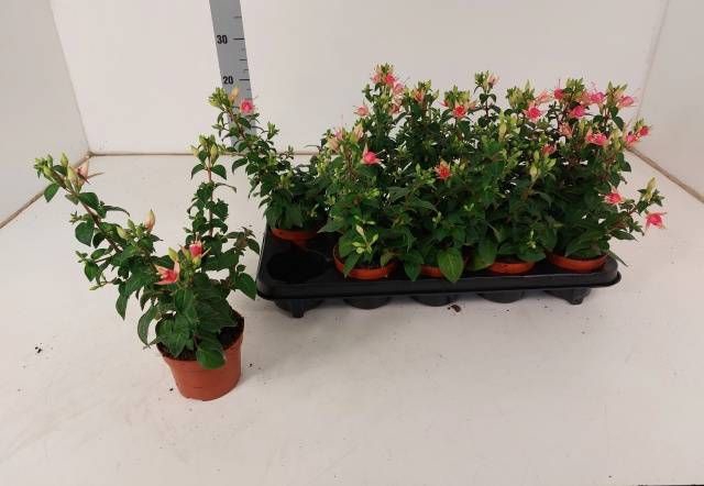 <h4>FUCHSIA W JUBELTEEN</h4>