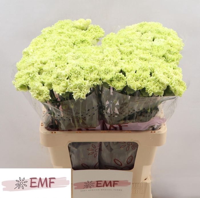 <h4>DI ST GOBLIN</h4>