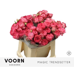 Rosa spray magic trendsetter