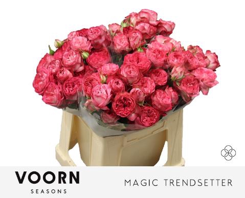 <h4>Rosa spray magic trendsetter</h4>