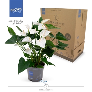 Anthurium - KARMA White | 17cm | PLASTIC FREE