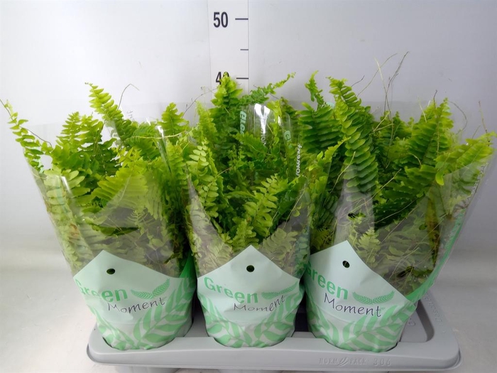 <h4>Nephrolepis exal. 'Green Moment'</h4>