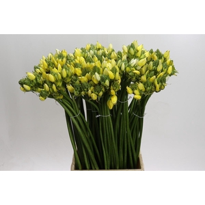 Ornithogalum Kleurbehandeld H%
