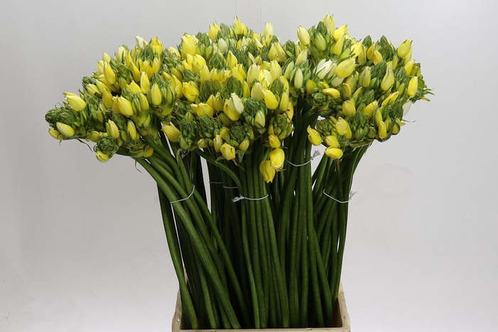 <h4>Ornithogalum coloured H%</h4>