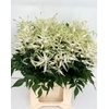 Astilbe Whasingthon