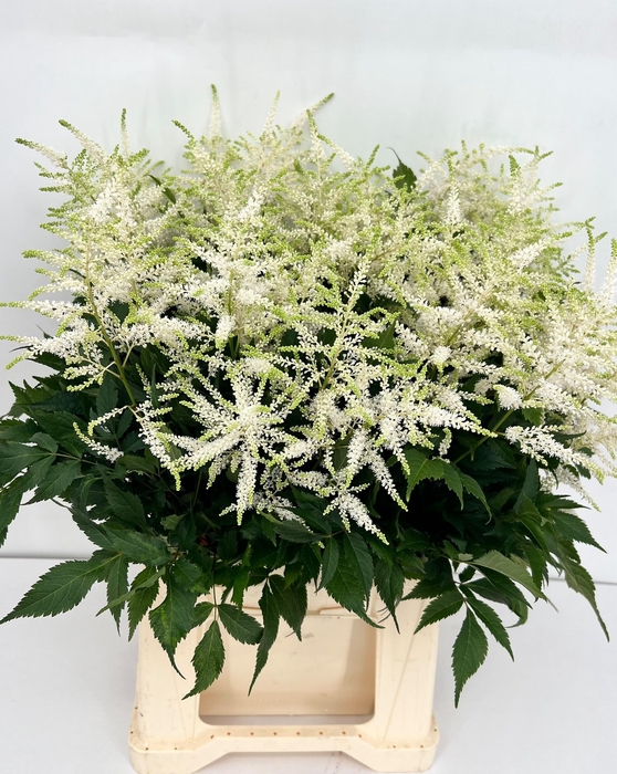 Astilbe Whasingthon