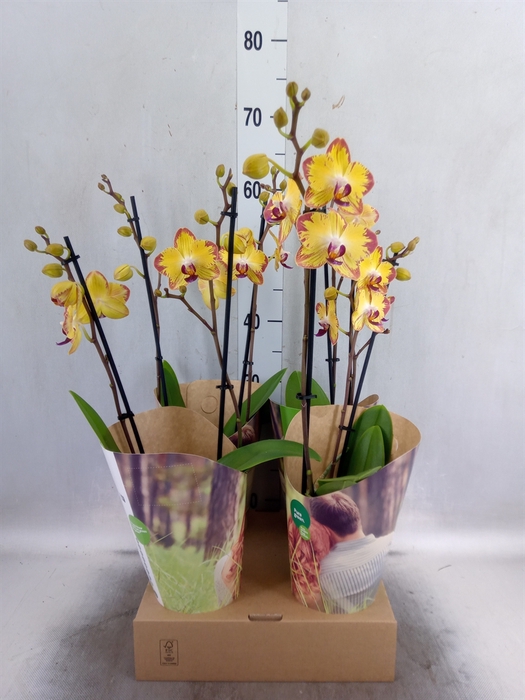 <h4>Phalaenopsis  'FC Papagayo'</h4>