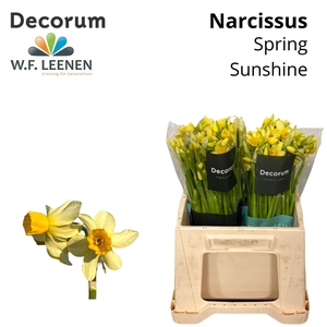 Narcis Spring Sunshine 566