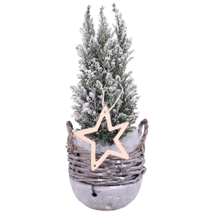 <h4>Opm Christmas Arr. Conifer Willow Basket Ceramic B</h4>