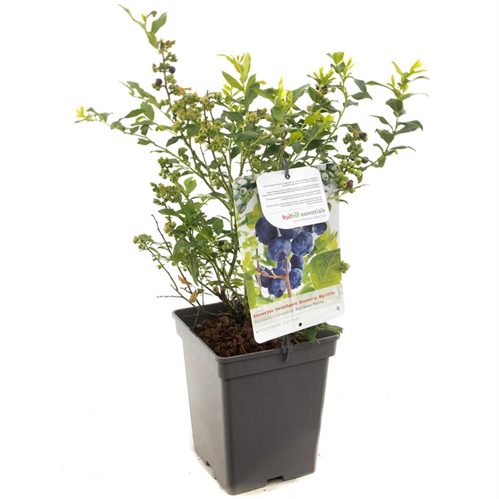 Vaccinium corymbosum Hortblue Petit P18