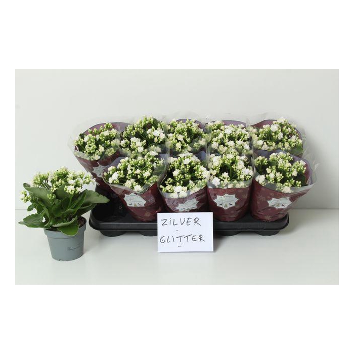 <h4>Kal Ge Rf Sia</h4>