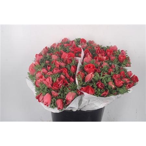 Anemone Fr. Red
