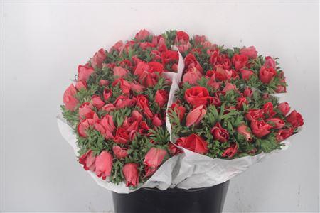 <h4>Anemone Fr. Red</h4>