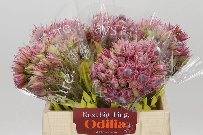 <h4>Blushing Bride Pink 6/9 Flowers</h4>