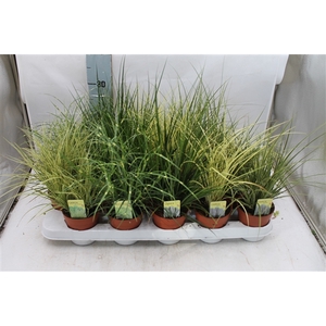 Carex mix in tray